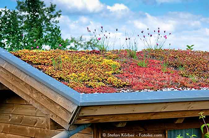 Dachbegrünung auf Ihrem Gartenhaus So geht's