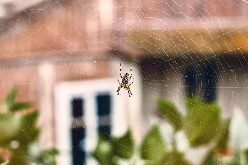 Spinne im Netz