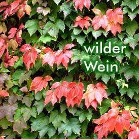 wilder Wein