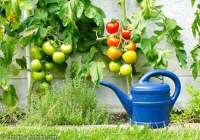 Naturnah gärtnern: Gartengestaltung im Blick aufs Ganze