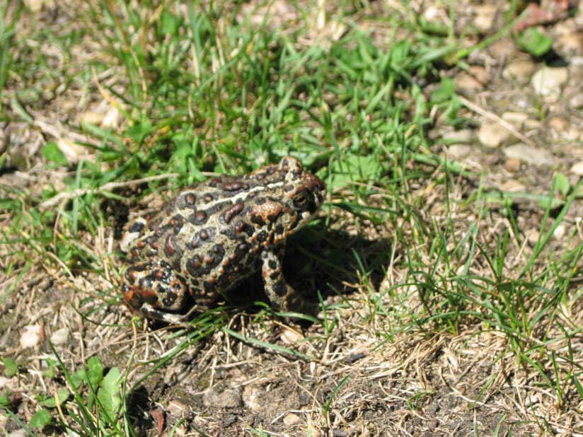Heimische Tiere im Garten überwintern lassen