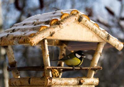 Vögel im Winter füttern: So füttern Sie Vögel richtig!