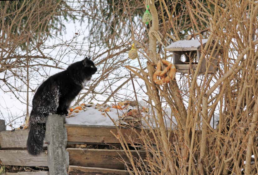 Katze-vorm-Vogelhaus