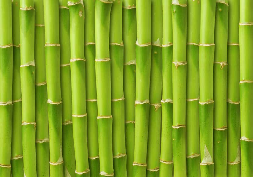 green bamboo background