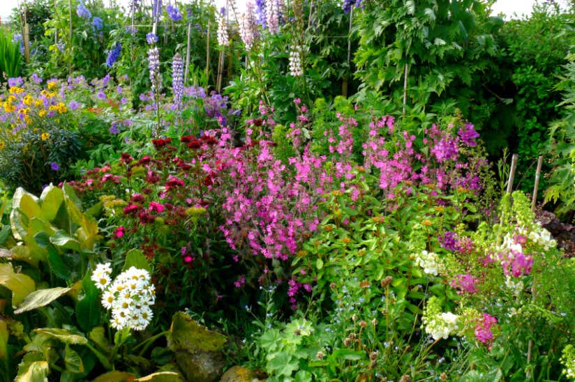 cottage-garten-blumen