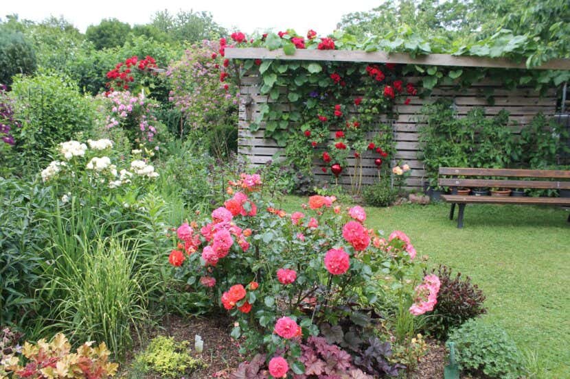 Rosengarten Inspirationen und Tipps einer HobbyGärtnerin