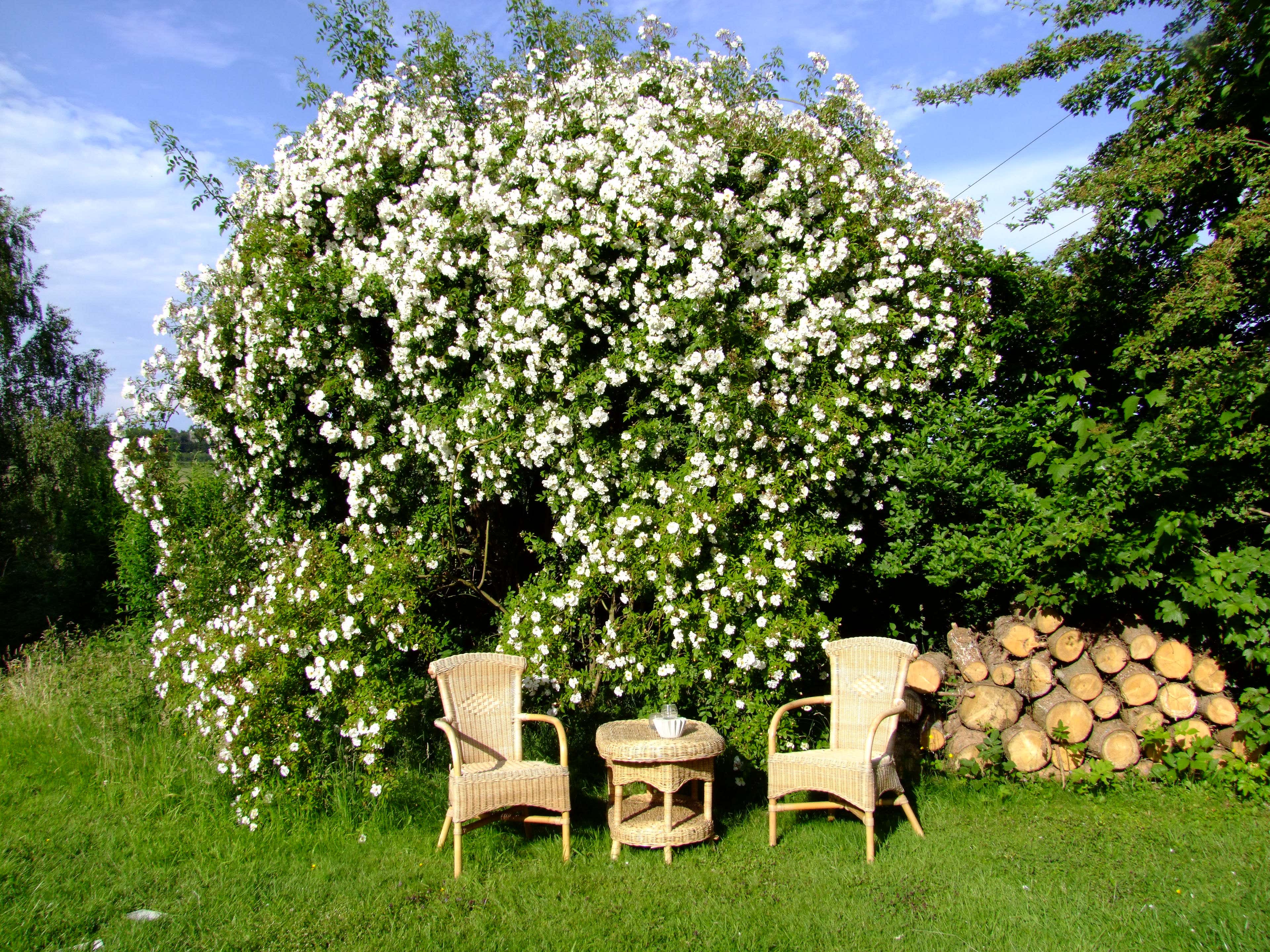 Erinnert an skandinavische Wildgärten: Kerstins idyllischer Sitzplatz unter der weißen Kletterrose.