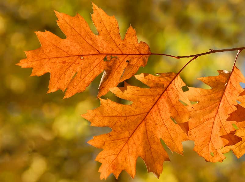 Buntes Herbstlaub: schön anzusehen, aber nicht bei allen Gärtnern beliebt. 