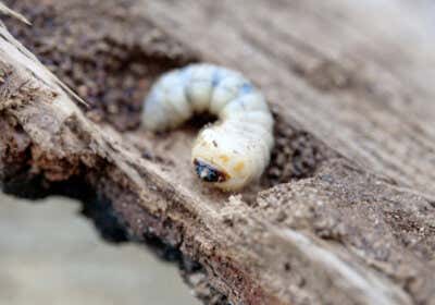 Holzschädlinge erkennen und bekämpfen: So schützen Sie Ihr Gartenhaus!