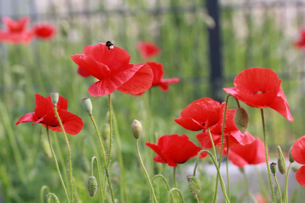 Klatschmohn