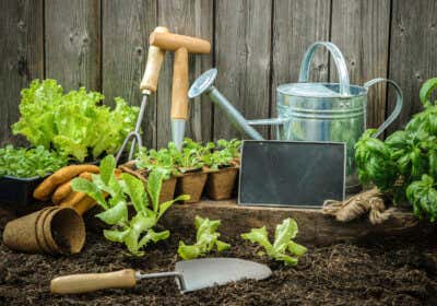 Pflanzenkalender: Der Aussaatkalender für Ihren Garten!