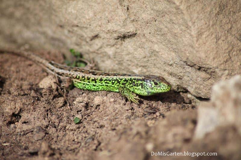 Die Eidechse fühlt sich wohl in der Natursteinmauer