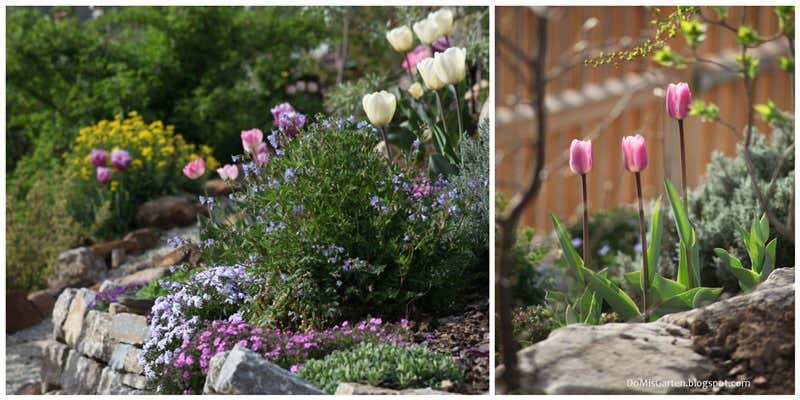 Tulpen im Gartenbeet am Hang