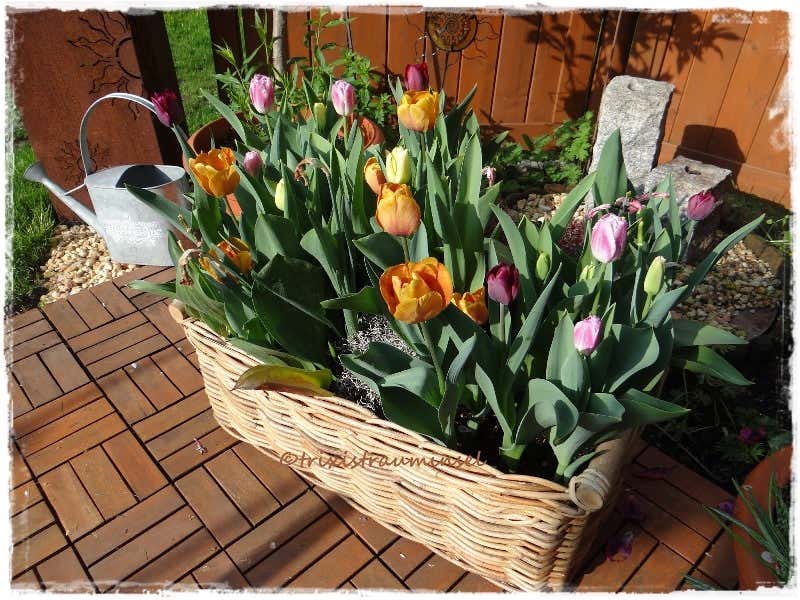bunte Tulpenpracht auf der Gartenterrasse