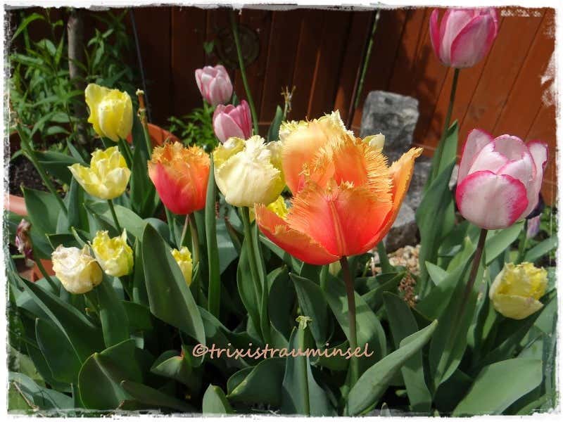 Tulpenbeet im Frühjahr