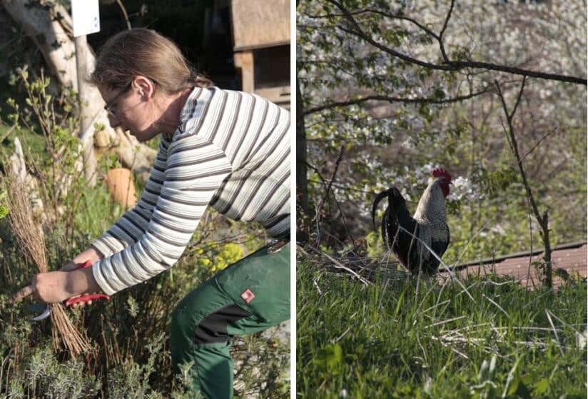 Mensch, Tier, Natur – </br> in Hannes› Permagarten arbeiten alle im Team