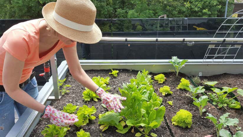 Gartenarbeit-Hochbeet-Gemuese-Anpflanzen