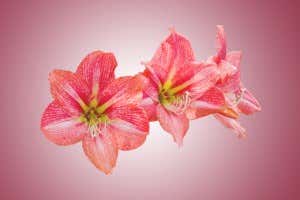 Rote Amaryllis 