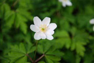 Weiße Anemone vor grünen Blättern 