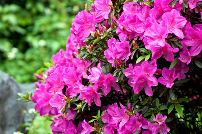 Blumen und ihre Bedeutung: Das Hanakotoba-Lexikon