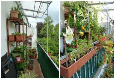 Pflanzenpracht auf 6 m² – Mels Balkongarten