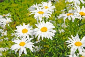 Gänseblümchen im Garten 