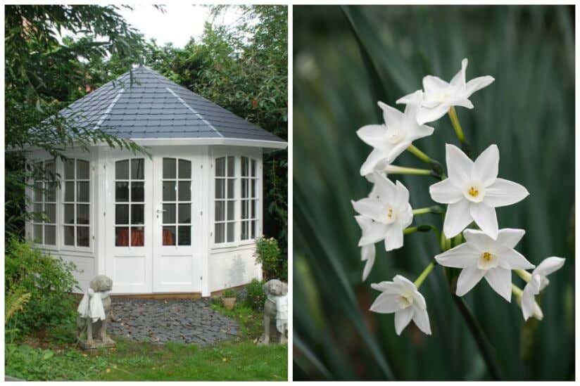 Weisser Gartenpavillon und weisse Blume