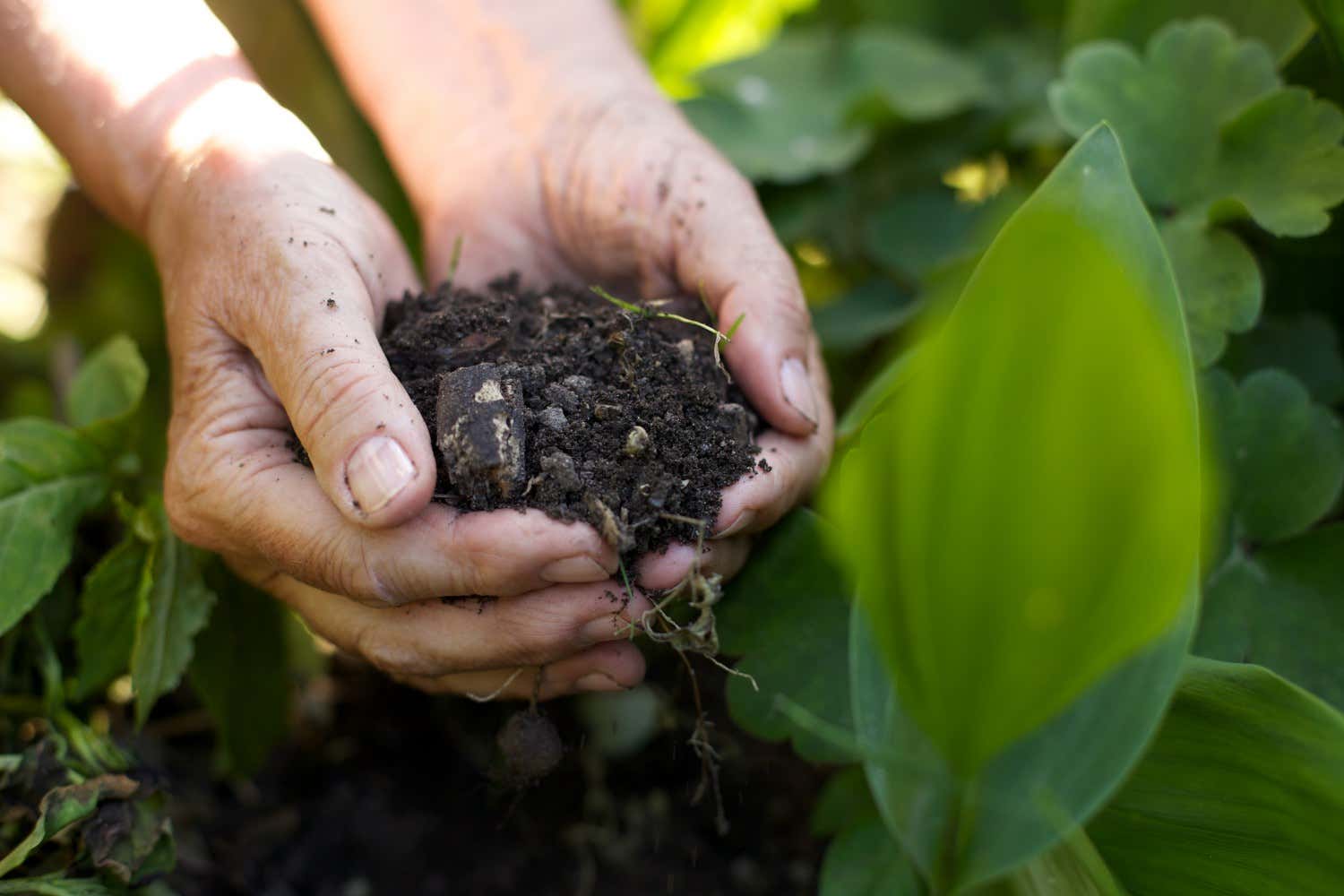 Hände voller Erde im Garten