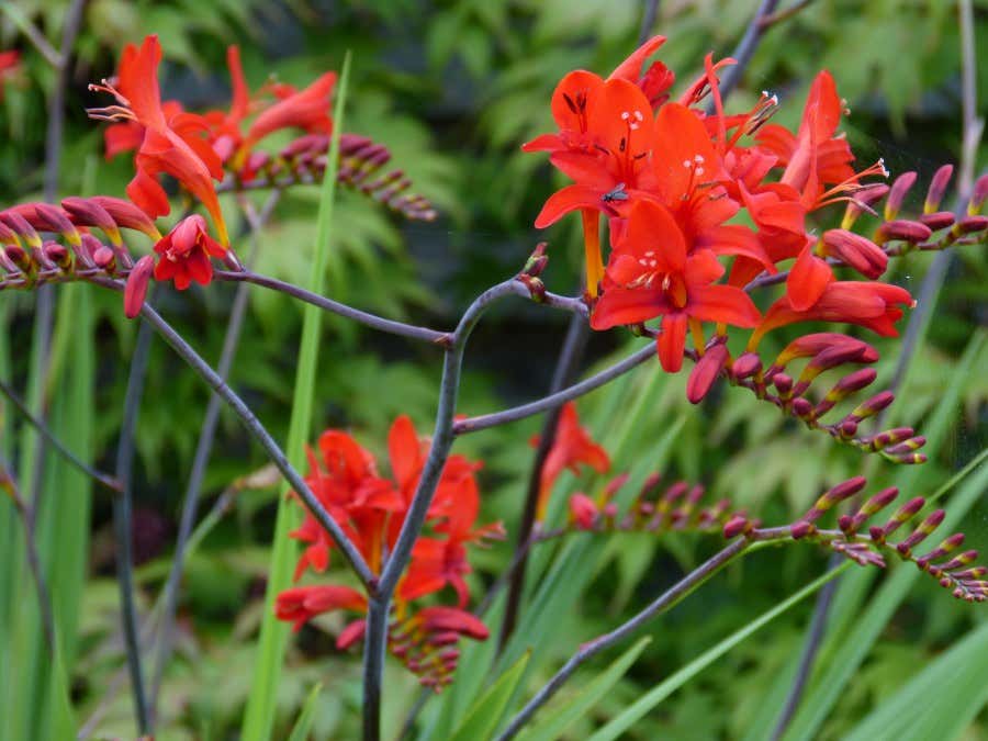 Rote Blume im Garten