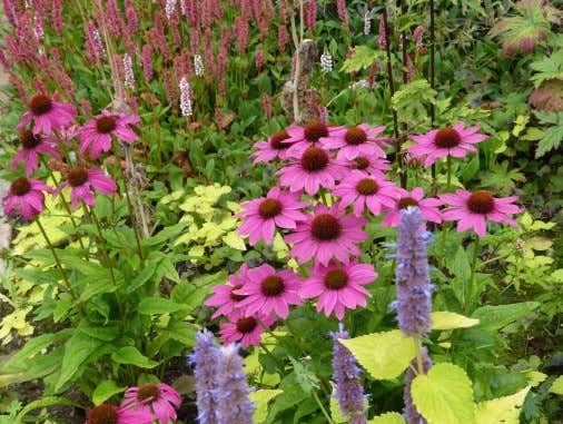 Pinke Blumen im Garten