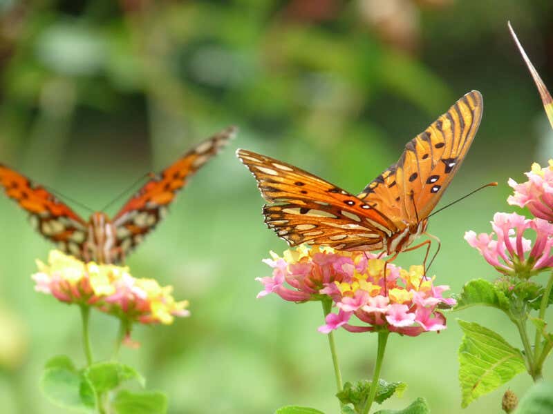 Schmetterlingsgarten anlegen: So schaffen Sie ein buntes Blumenparadies