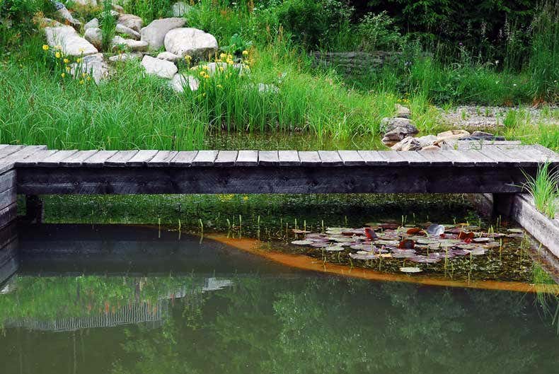 Pflanzzone im Schwimmteich