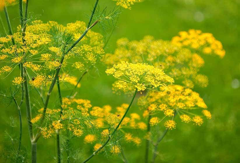 Schutzpflanze Dill