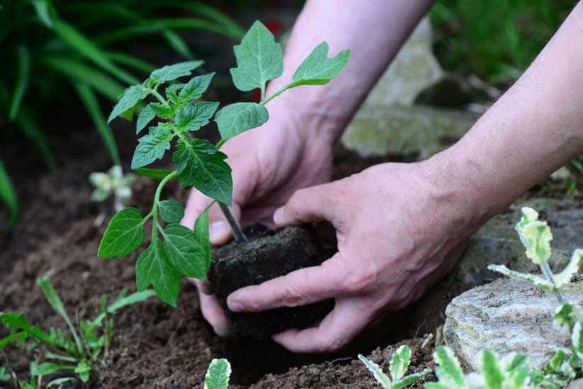 Gemüse vorziehen: Tomate auspflanzen