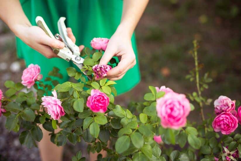 Frau schneidet Rosen mit Schere