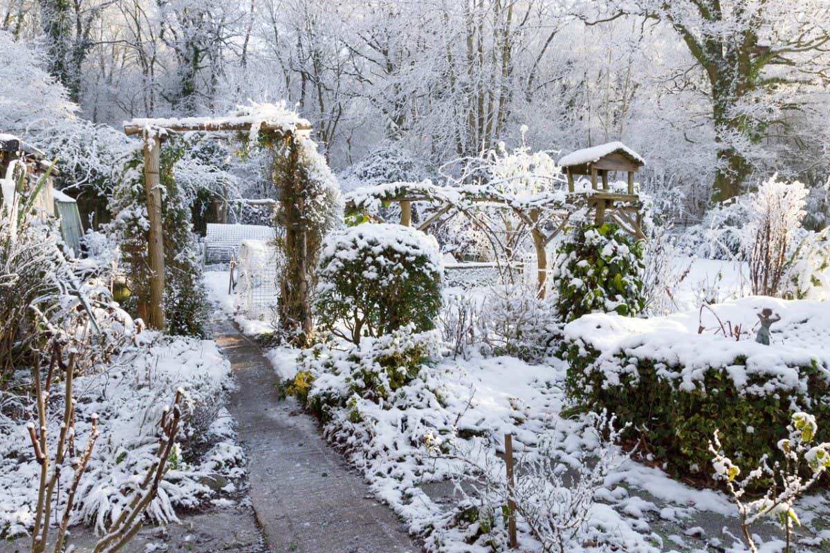 Winterpflanzen im Garten Pflegetipps für beliebte Winterblüher