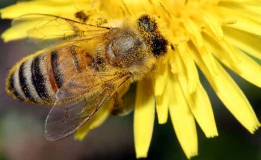 Alles Wissenswerte zum Bienengarten auf einen Blick