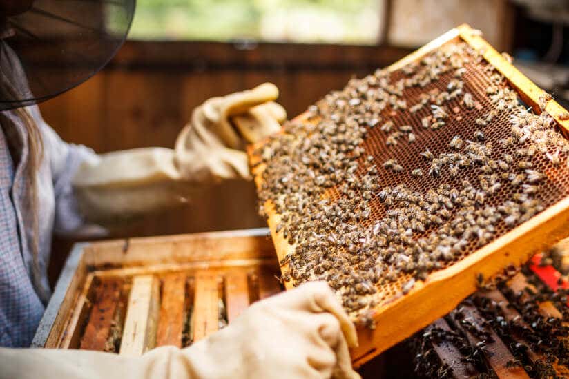 Rahmen mit Bienen