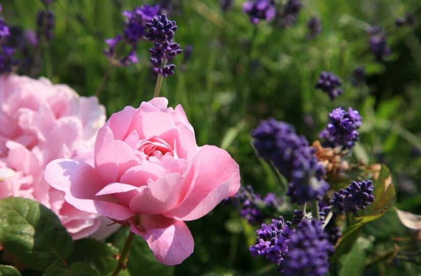 Rose und Lavendel Blüten