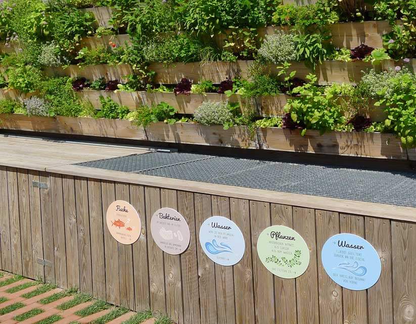 aquaponik für zuhause - aquaponic