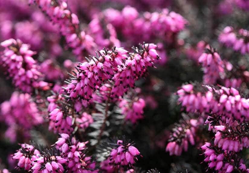 Schneeheide rosa Blumenbeet Winter