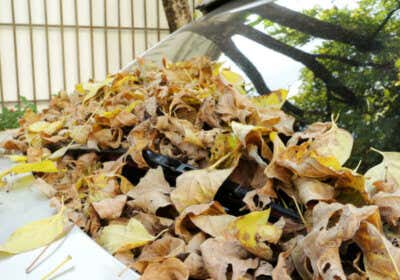 Windlast Carport: Warum Sie wissen sollten, in welcher Windlastzone Ihr Carport steht Blätter Frontscheibe Auto
