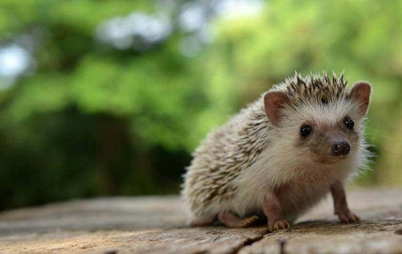 Igel auf Holz