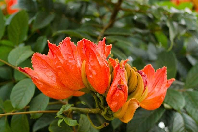 Afrikanischer Tulpenbaum 