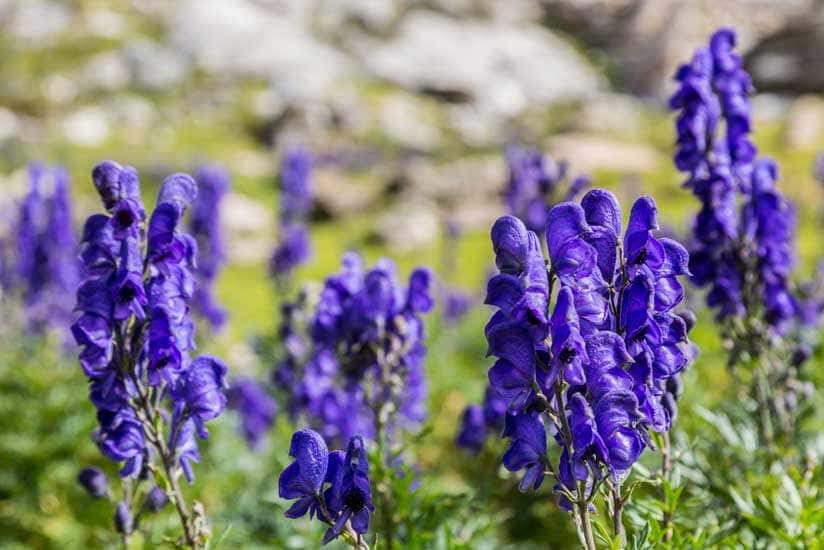 Eisenhut Blüten