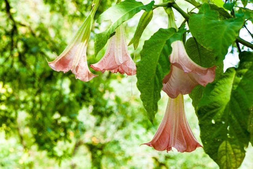 Engelstrompeten Blüten