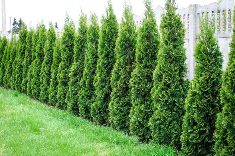 Thuja Heckenpflanze