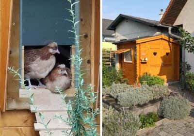 Ein Gartenhaus wird Hühnerstall