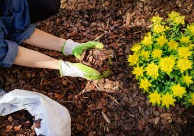 Garten mulchen: So gehts einfach und richtig