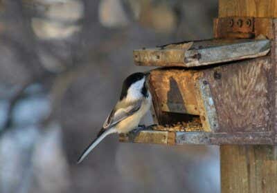 Tierfreundlicher Garten: 15 gute Tipps & Tricks zur Gartengestaltung